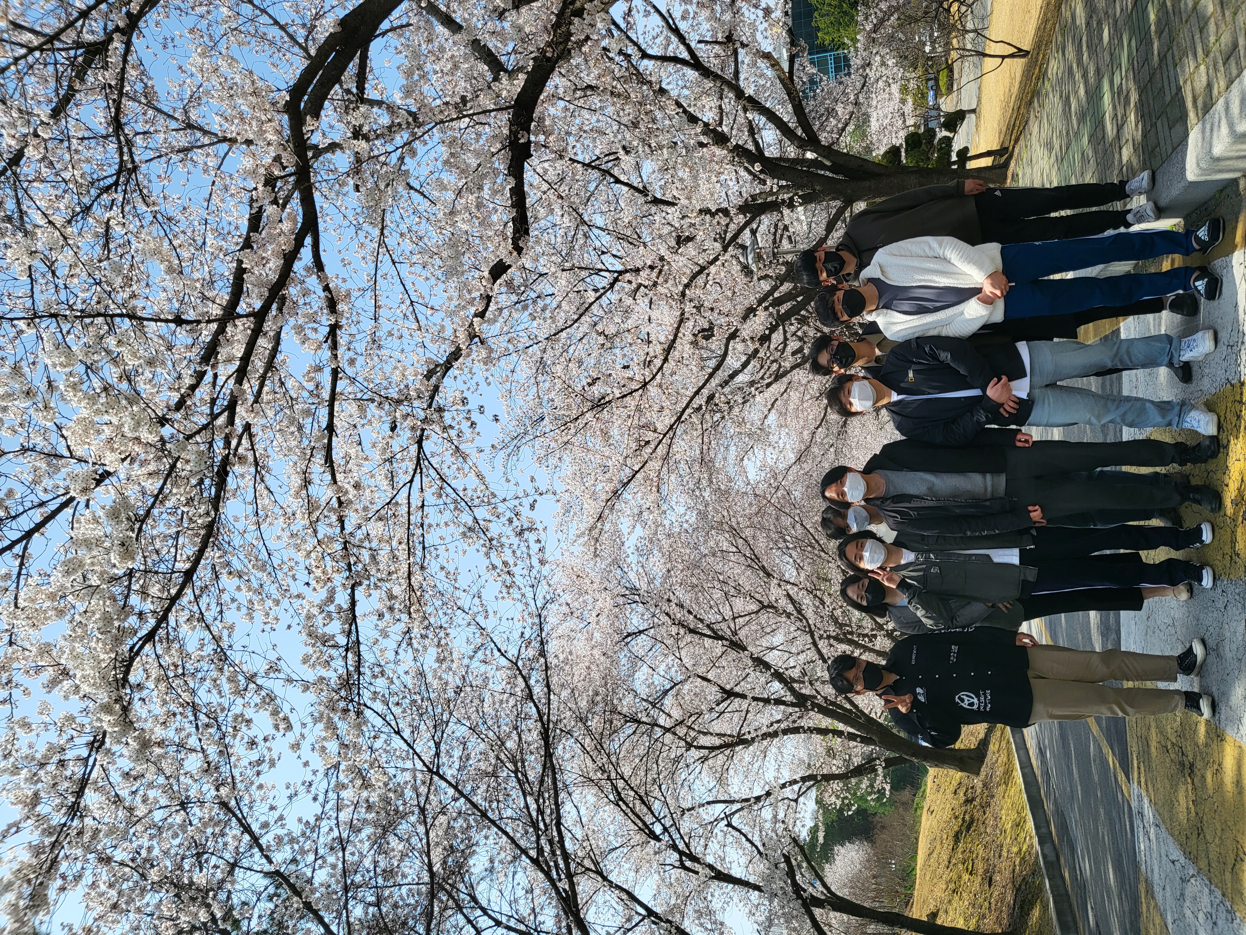 Cherry Blossom Picnic