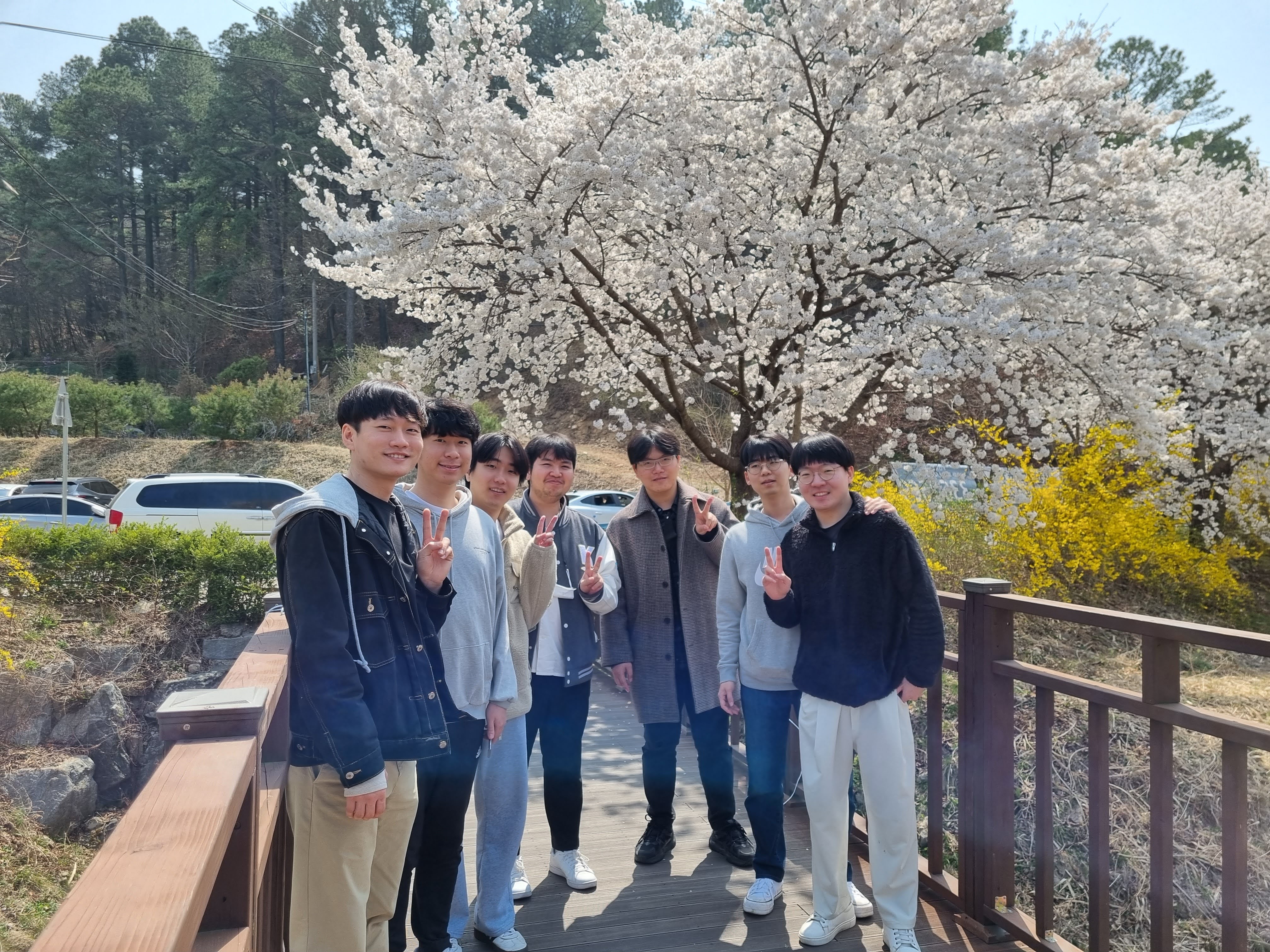 cherry blossom @KAIST